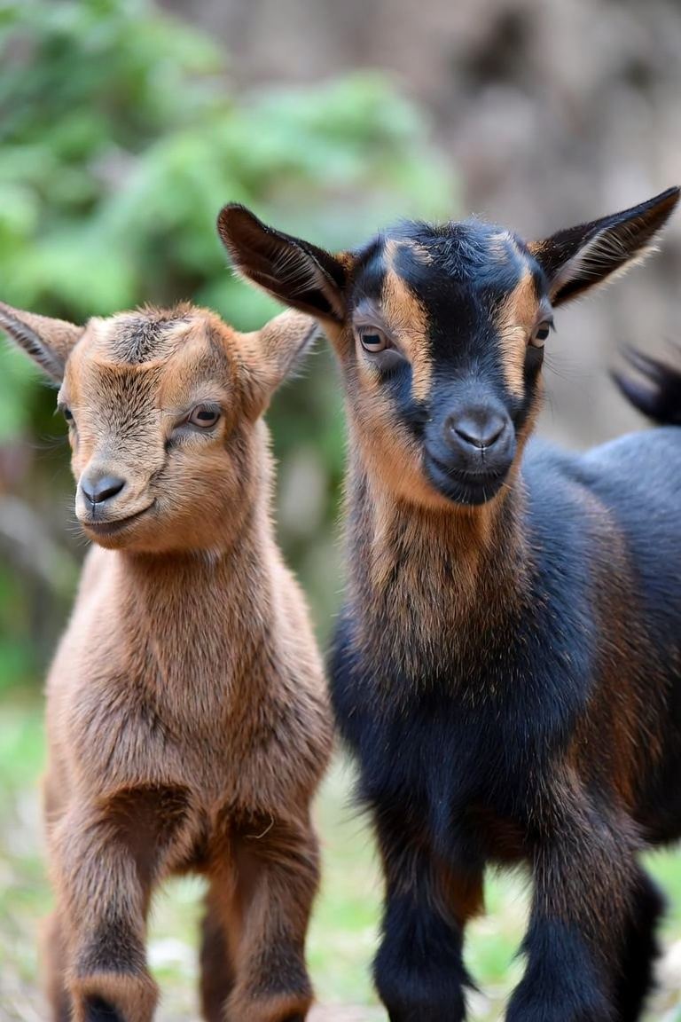Illustration of two young Nigerian Dwarf goat kids
