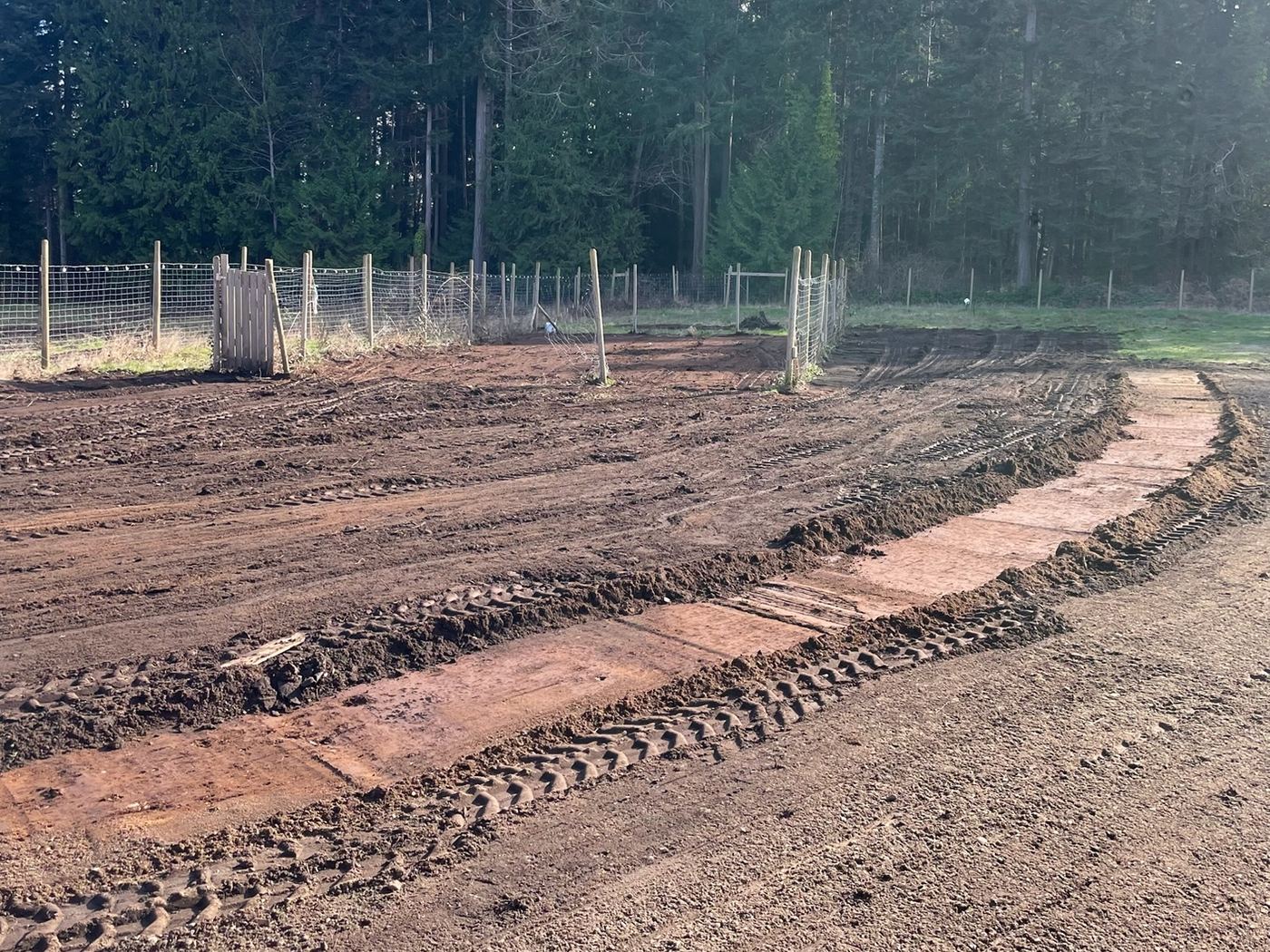 Cleared ground with new perimeter fencing and a gate, backed by tall firs